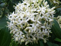 Cornus quinquenervis