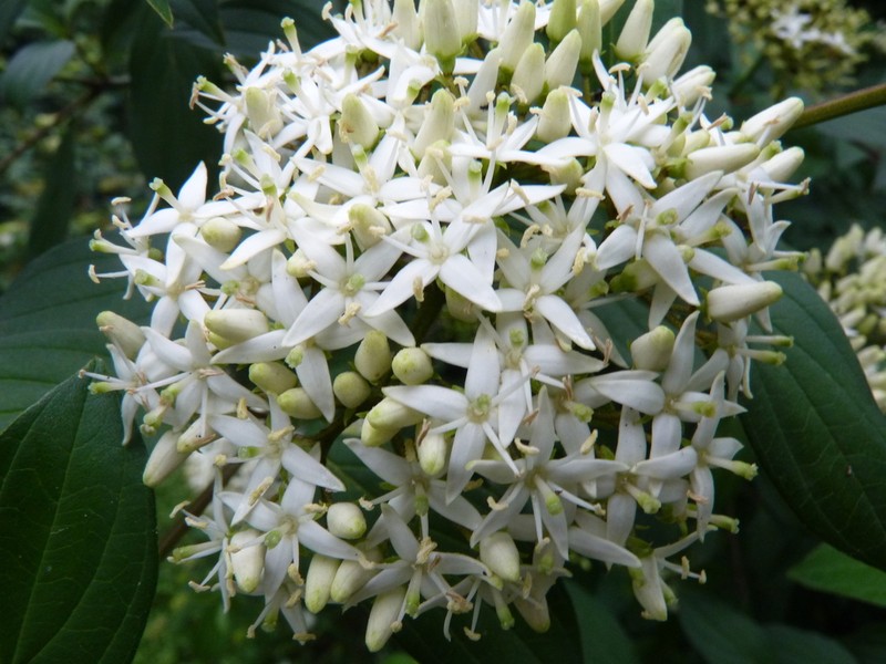 Cornus quinquenervis