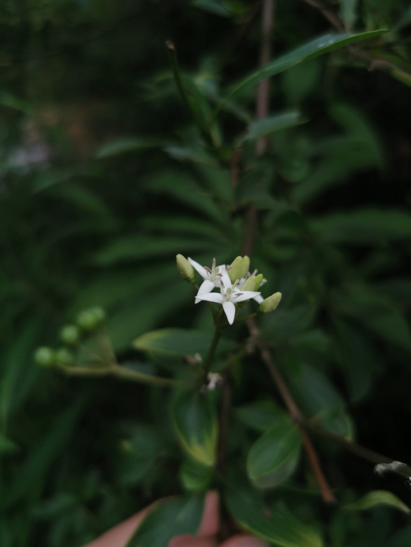 Cornus quinquenervis photo 2