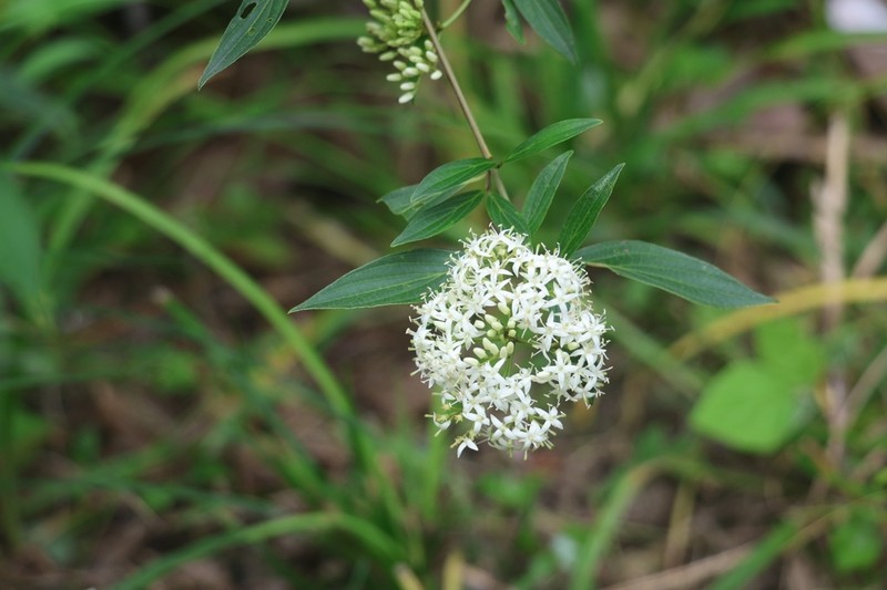 Cornus quinquenervis photo 3