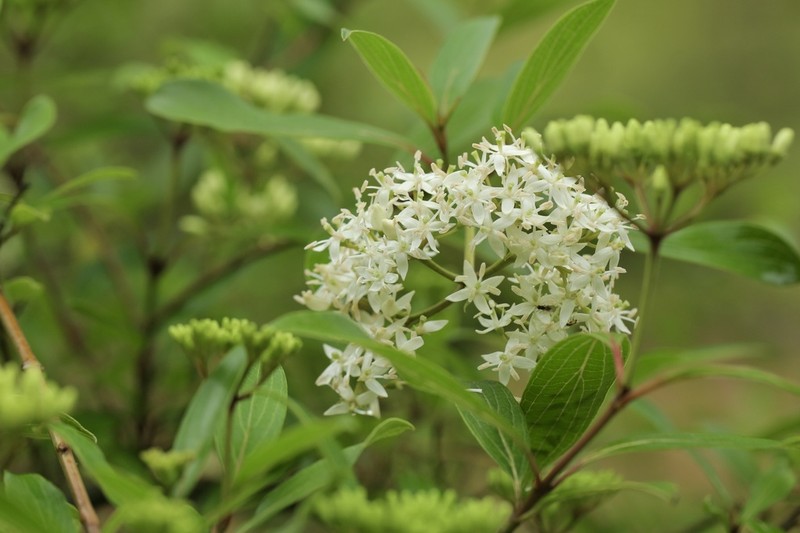 Cornus quinquenervis photo 4