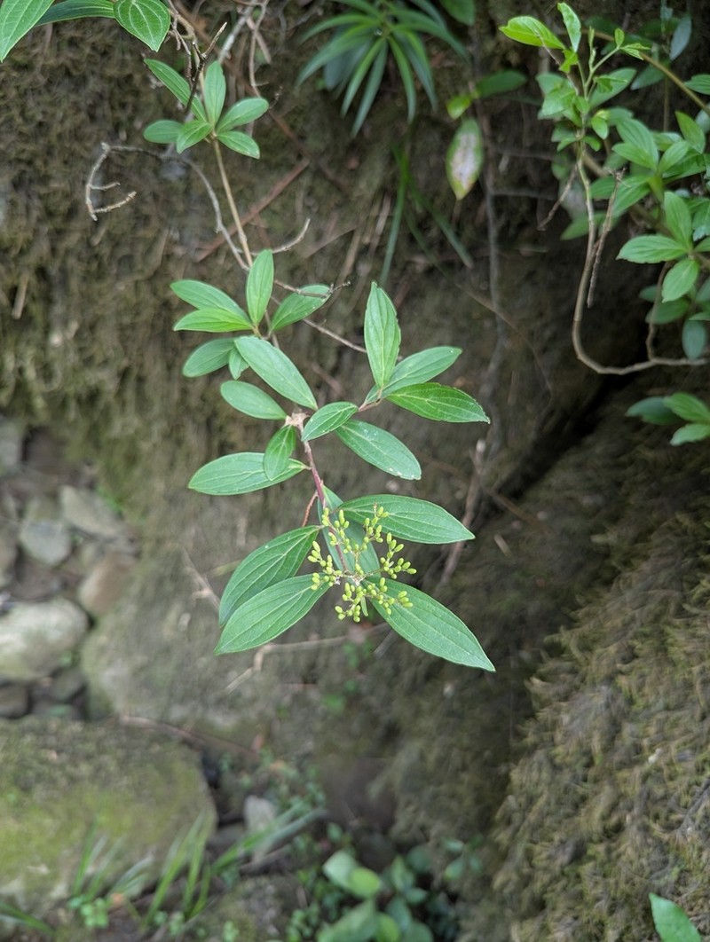 Cornus quinquenervis photo 5