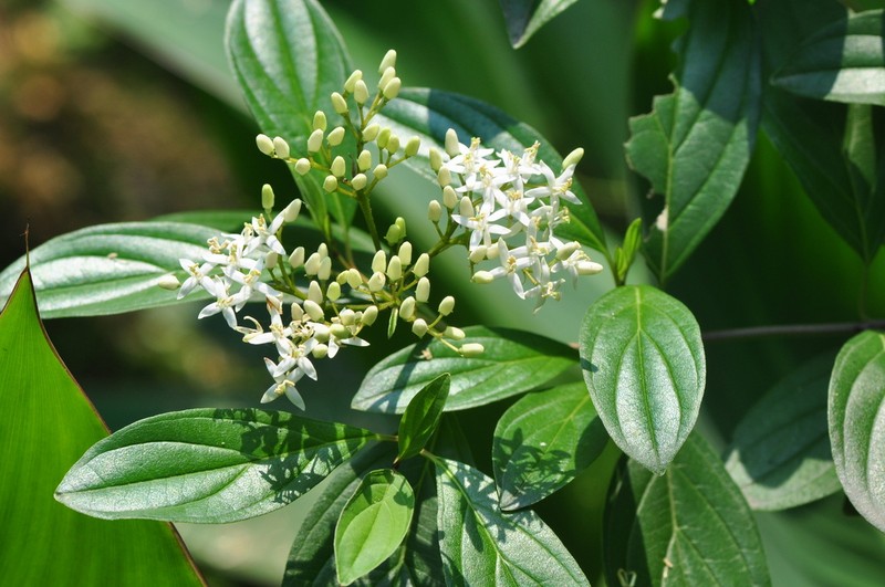 Cornus quinquenervis photo 6