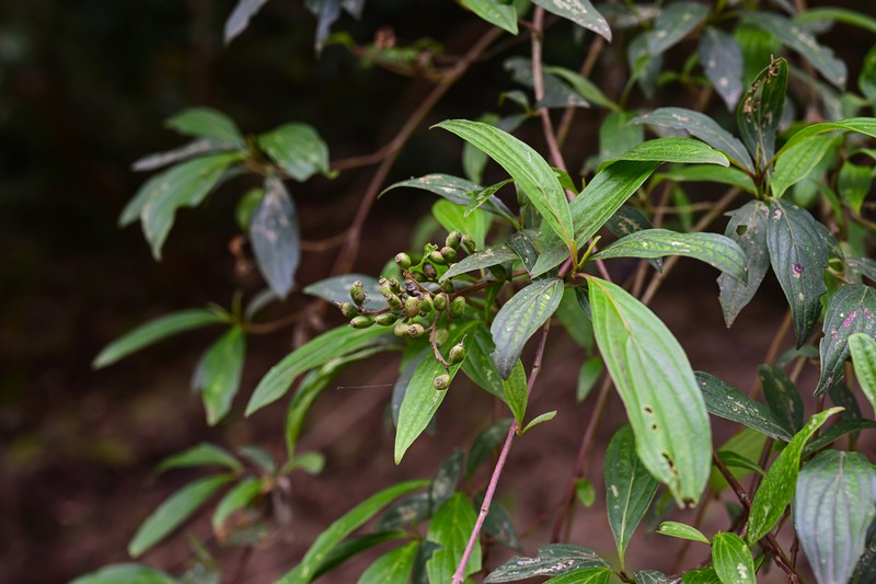 Cornus quinquenervis photo 7