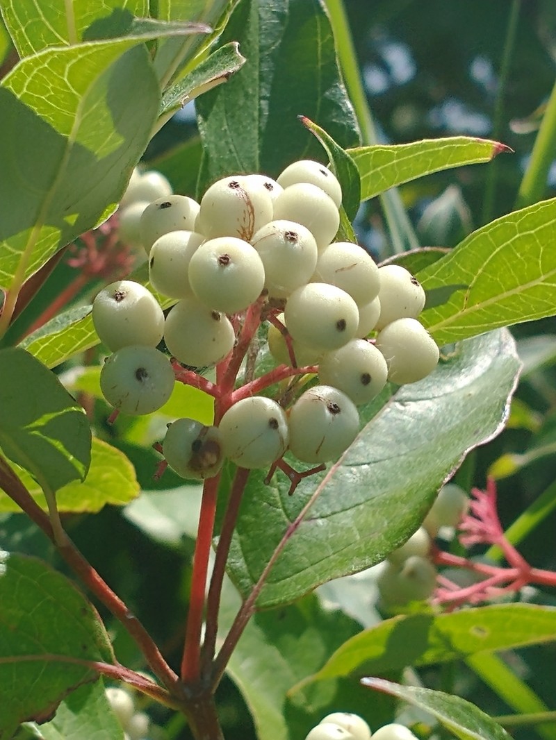 Gray Dogwood