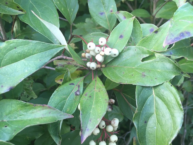 Gray Dogwood photo 2