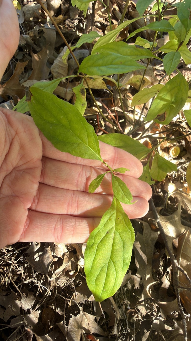 Gray Dogwood photo 3