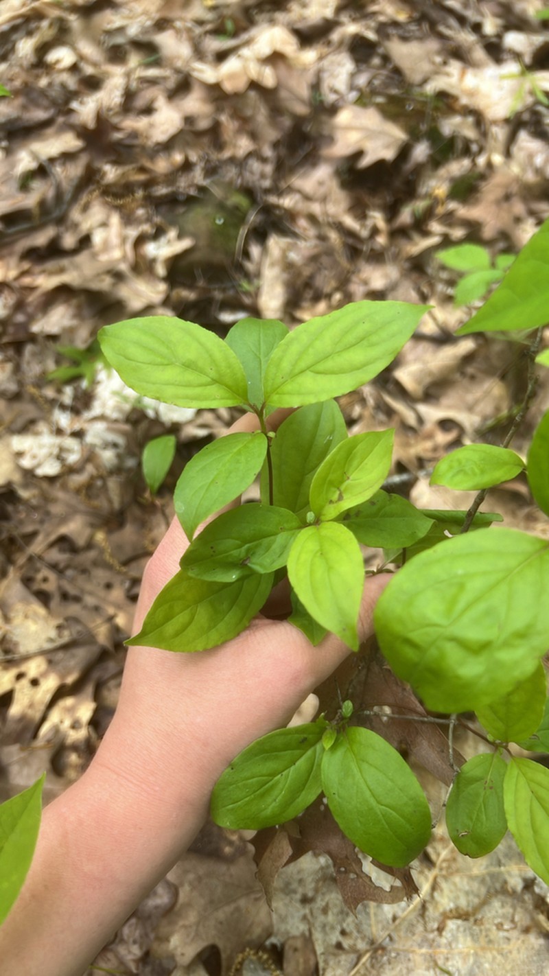 Gray Dogwood photo 4