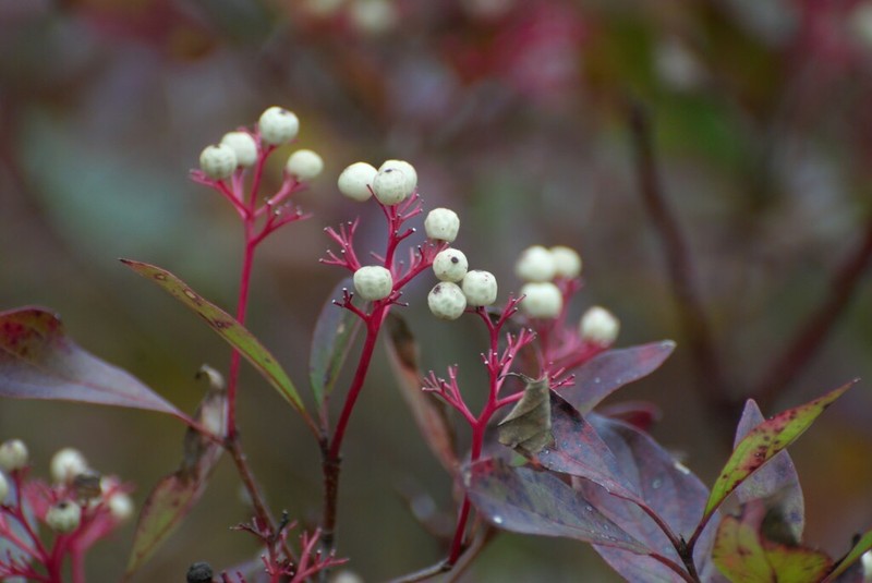 Gray Dogwood photo 5