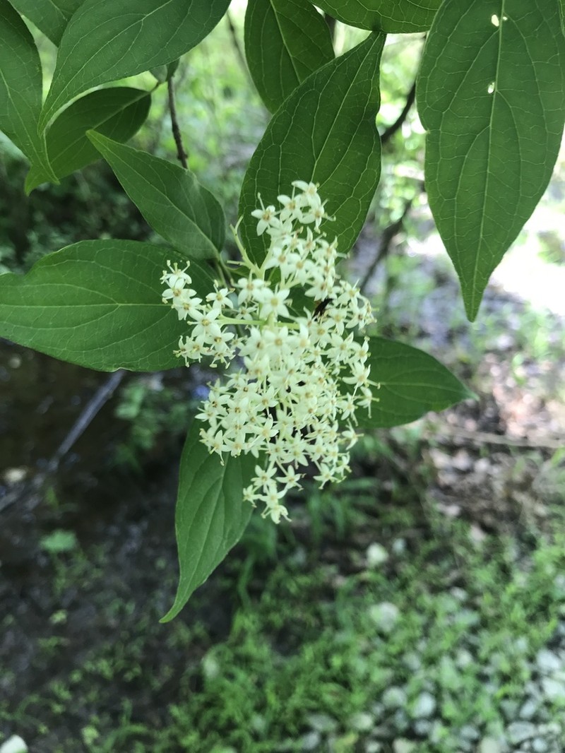 Gray Dogwood photo 6