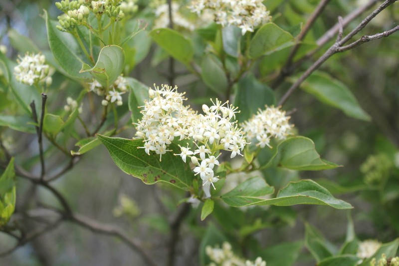 Gray Dogwood photo 7