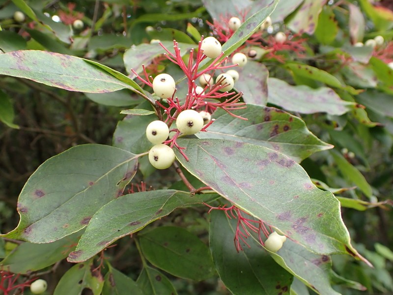 Gray Dogwood photo 8