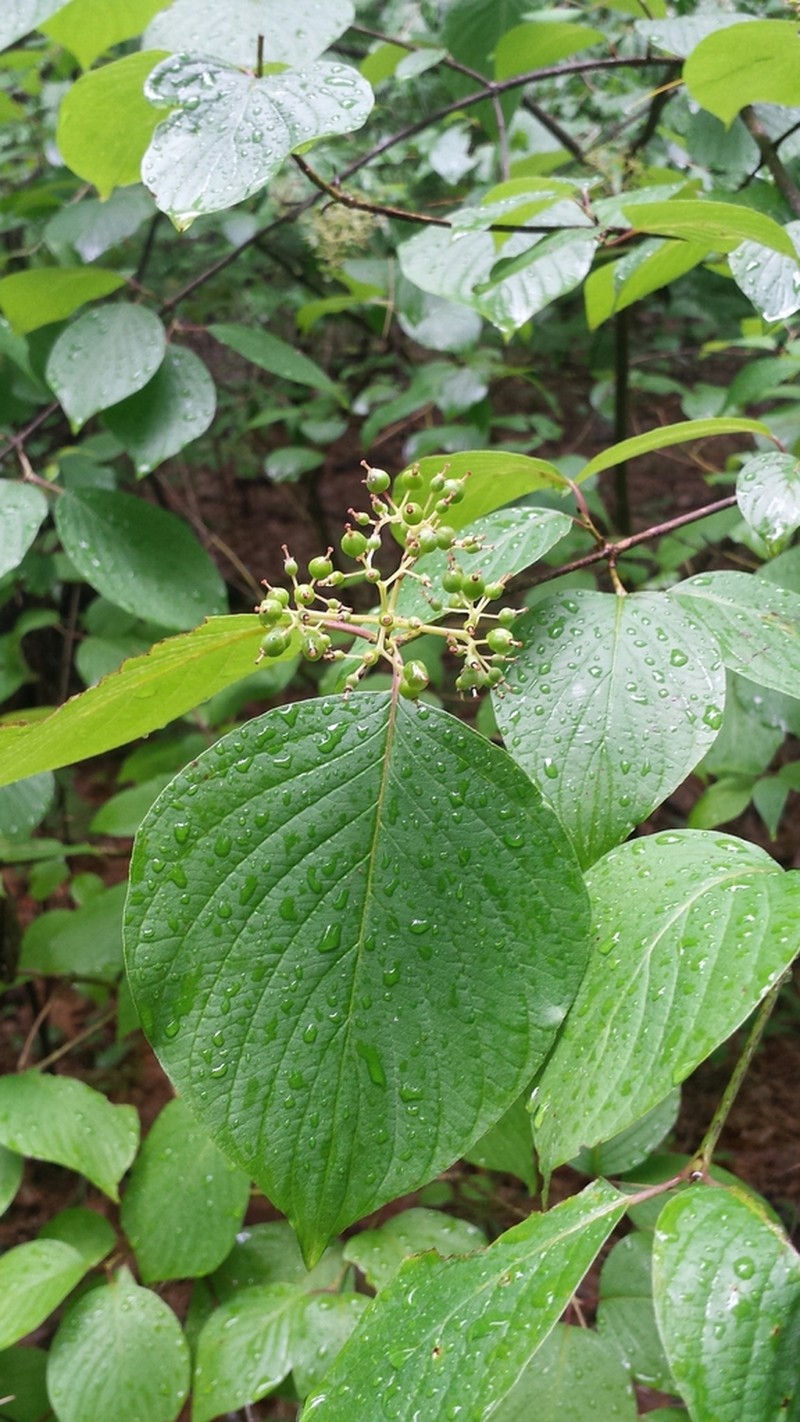 Roundleaf Dogwood