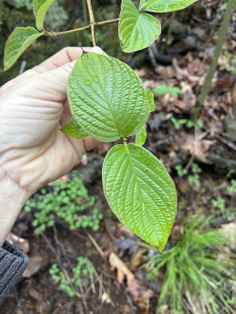 Roundleaf Dogwood photo 2