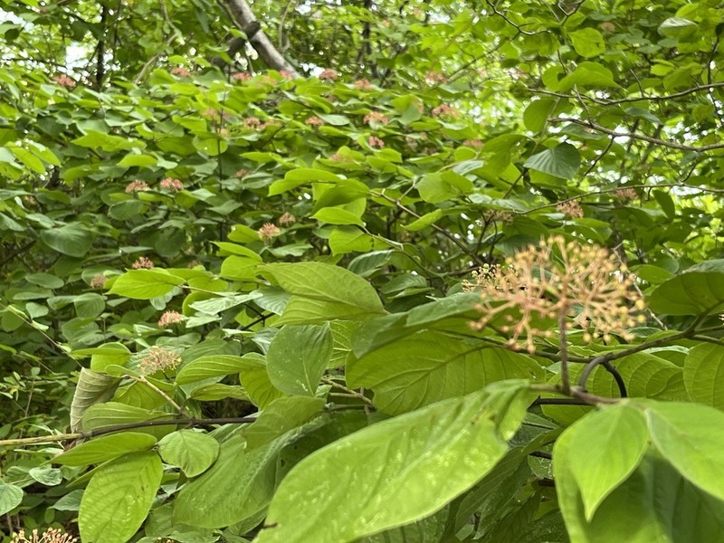 Roundleaf Dogwood photo 3
