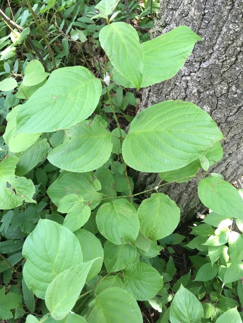 Roundleaf Dogwood photo 4