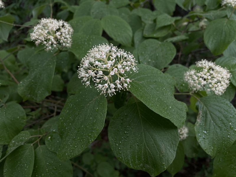 Roundleaf Dogwood photo 5