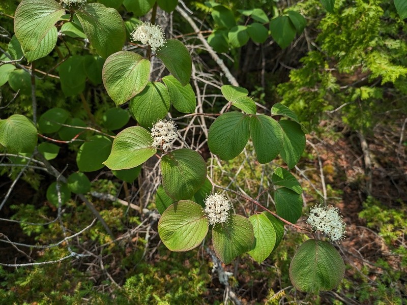 Roundleaf Dogwood photo 6