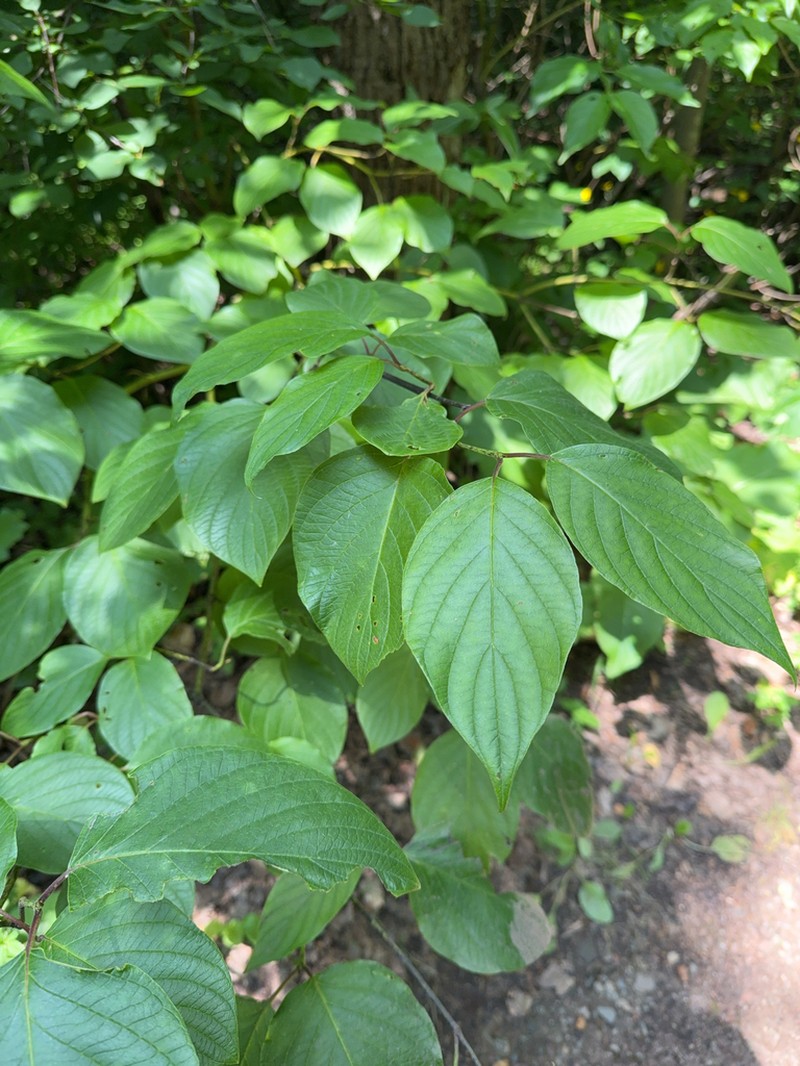 Roundleaf Dogwood photo 7
