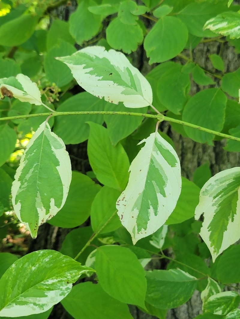 Roundleaf Dogwood photo 8