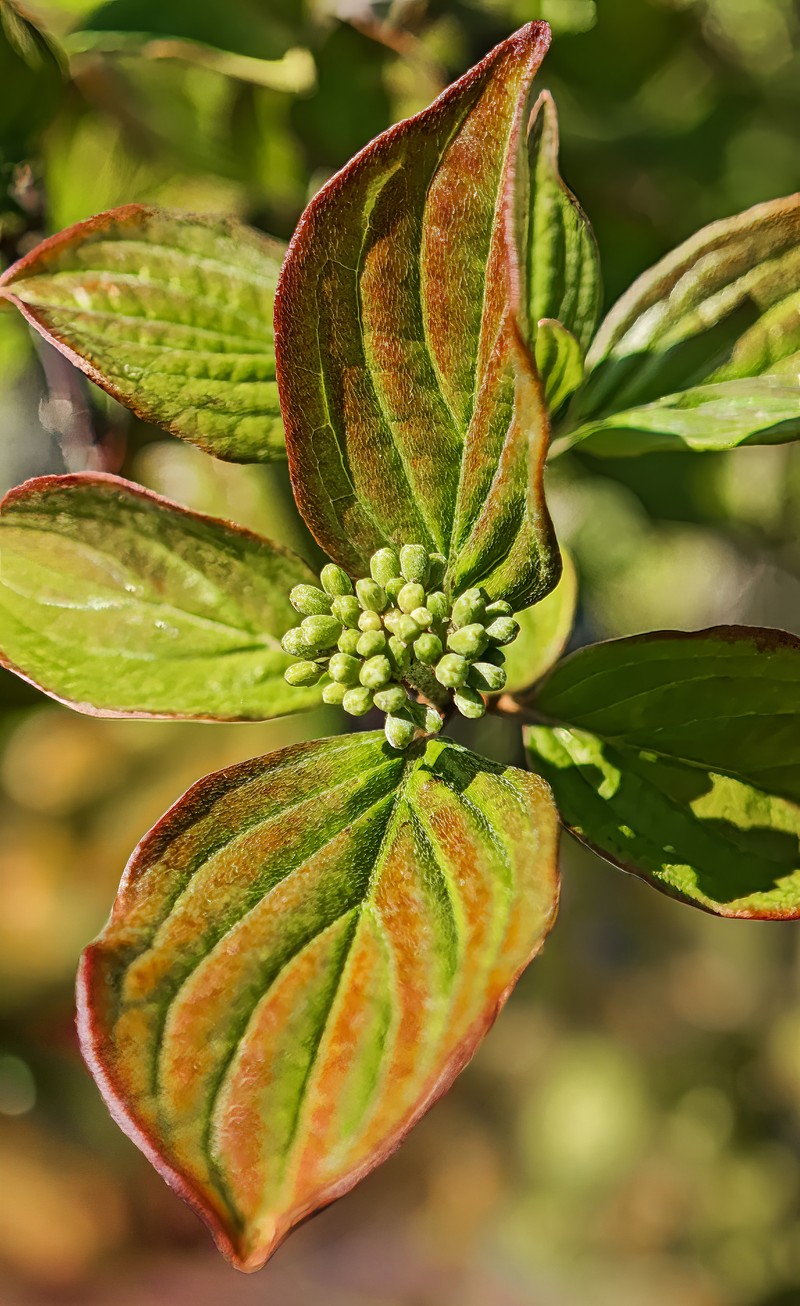 Bloodtwig Dogwood photo 4