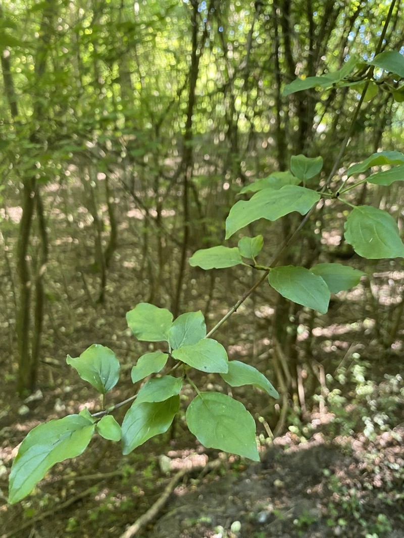 Bloodtwig Dogwood photo 5