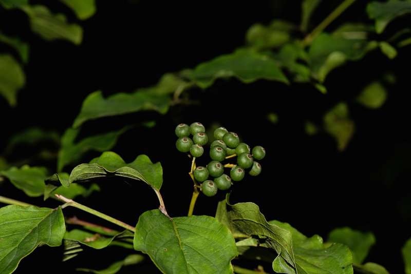 Bloodtwig Dogwood photo 2