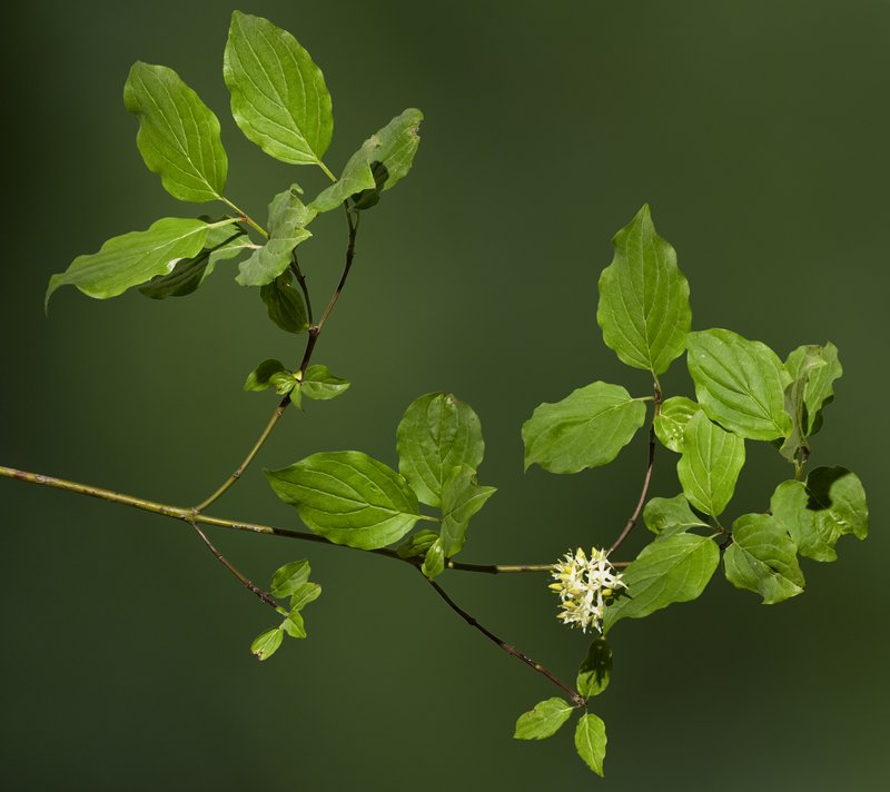 Bloodtwig Dogwood photo 4