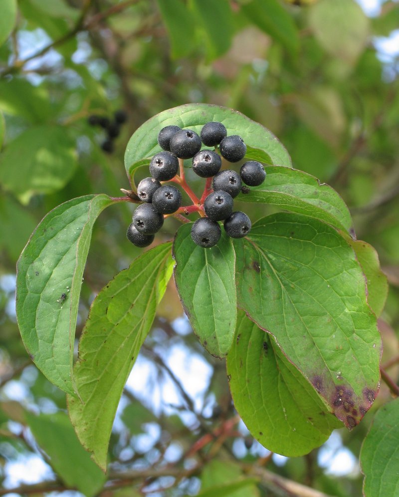 Bloodtwig Dogwood photo 5