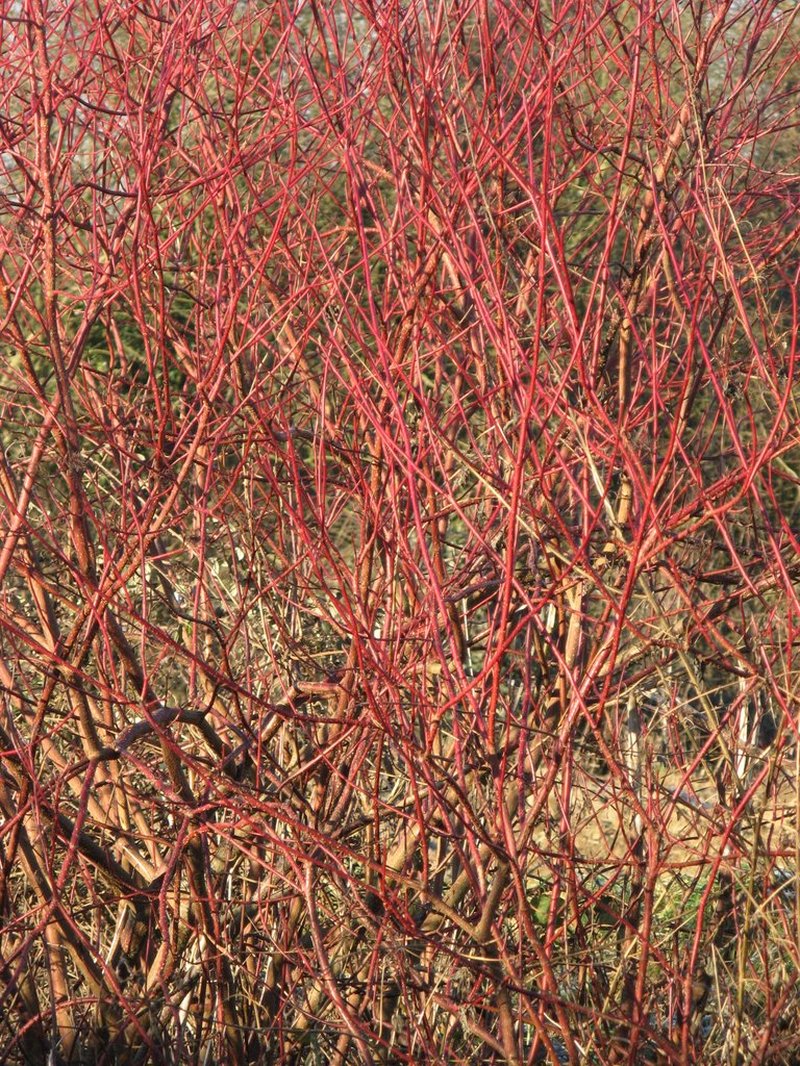 Bloodtwig Dogwood photo 6