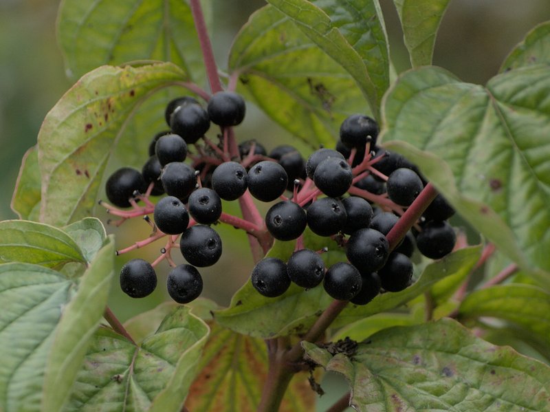 Bloodtwig Dogwood photo 7