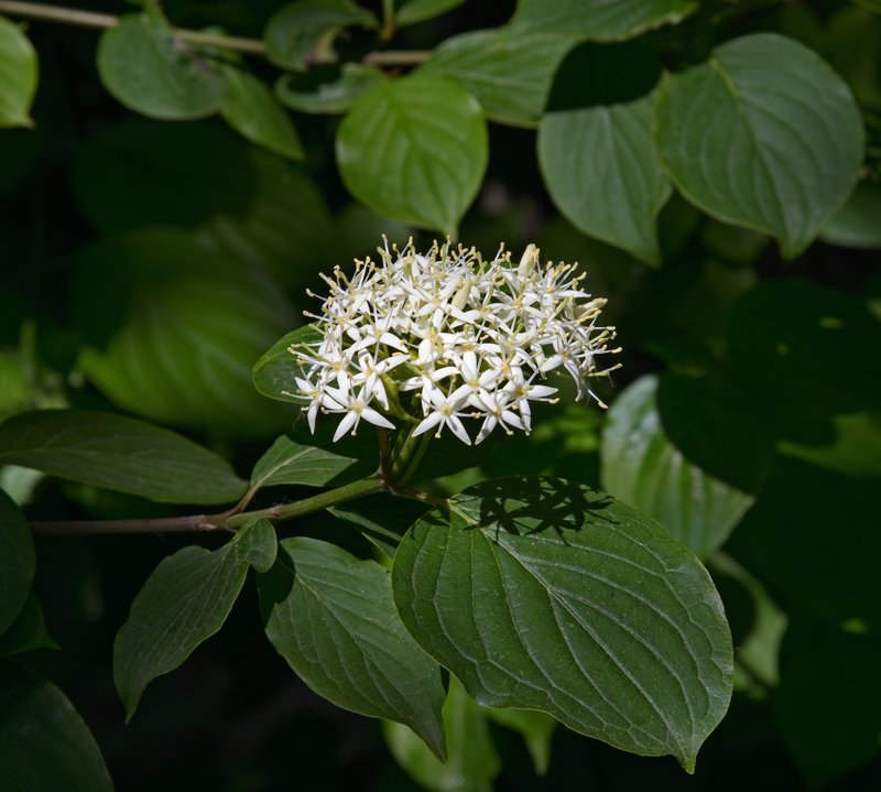 Bloodtwig Dogwood photo 8