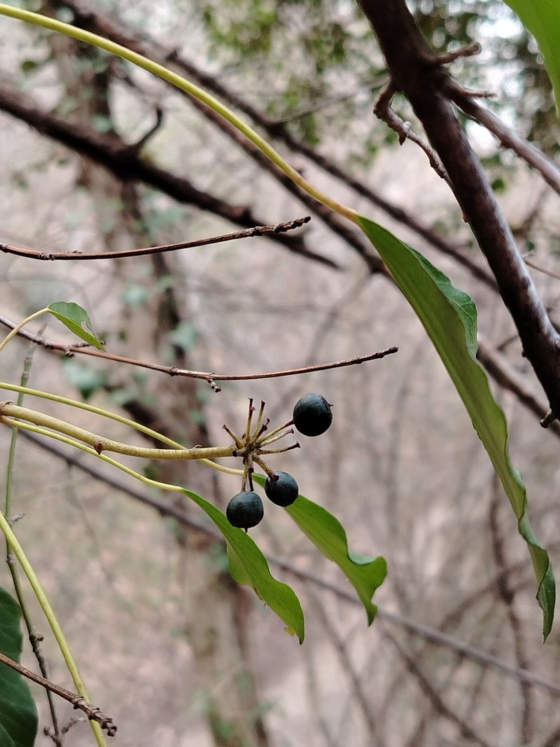 Cornus sanguinea subsp. australis
