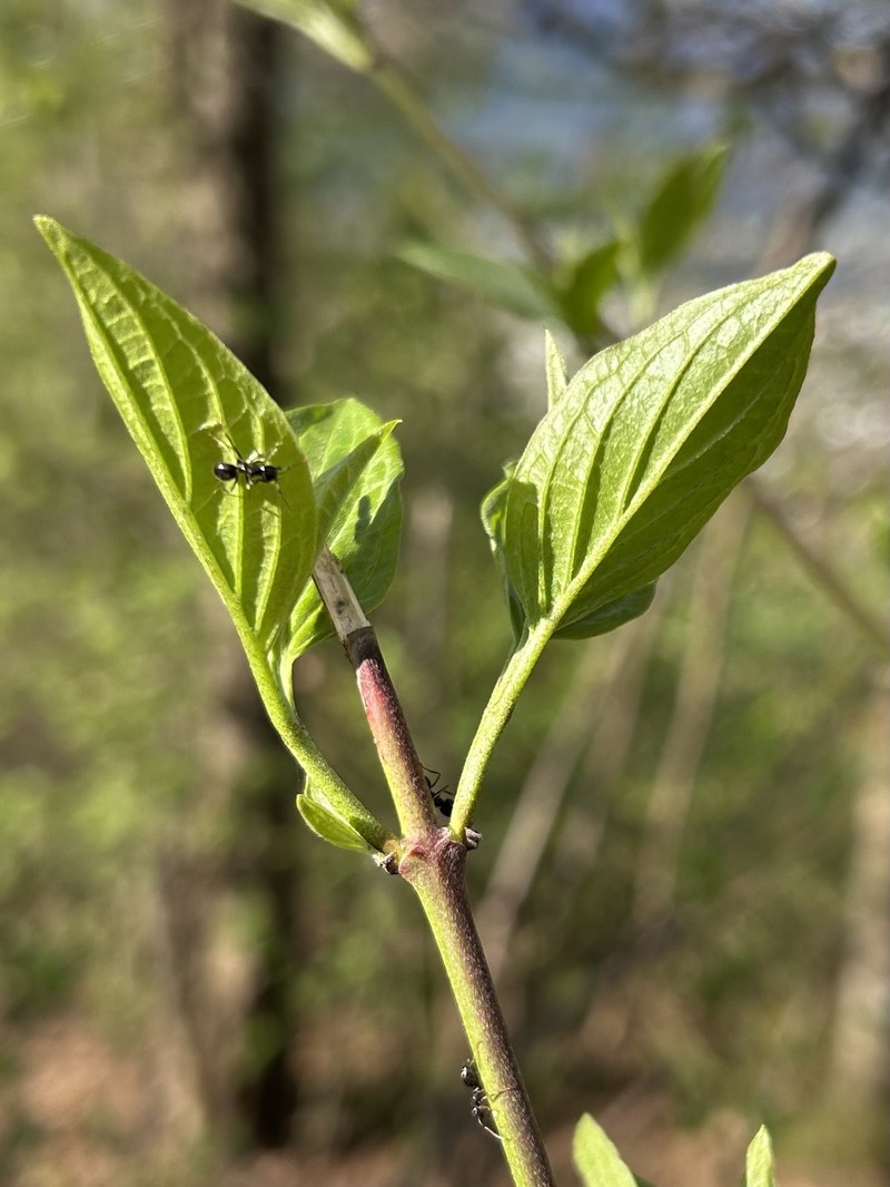 Cornus sanguinea subsp. australis photo 2