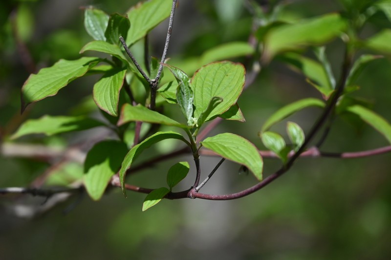 Cornus sanguinea subsp. australis photo 3