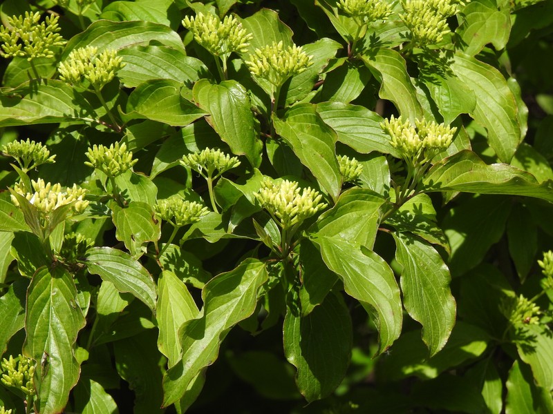 Cornus sanguinea subsp. australis photo 4