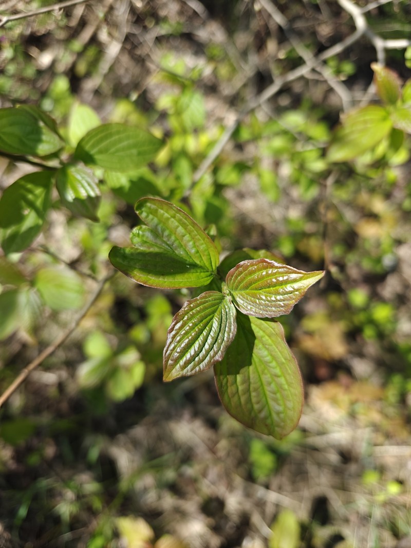 Cornus sanguinea subsp. australis photo 5
