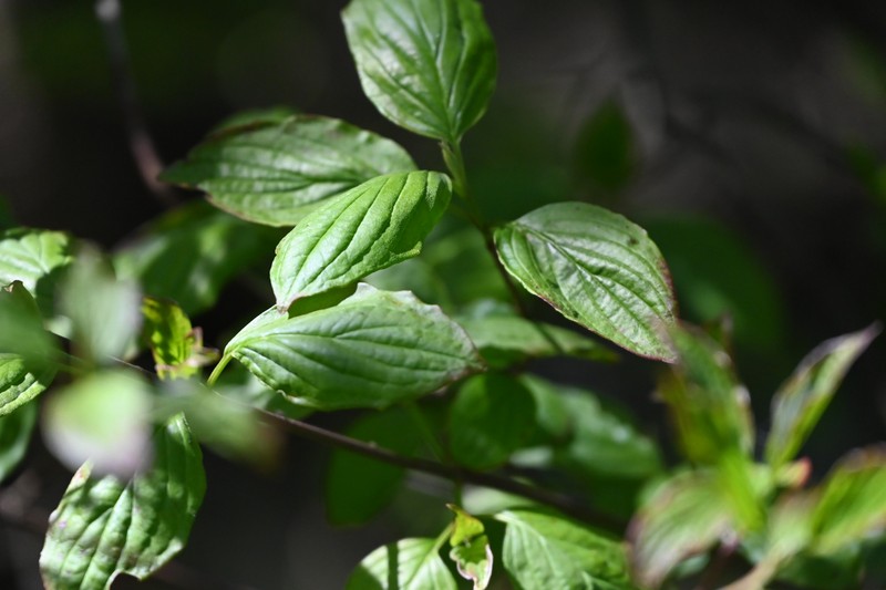 Cornus sanguinea subsp. australis photo 6
