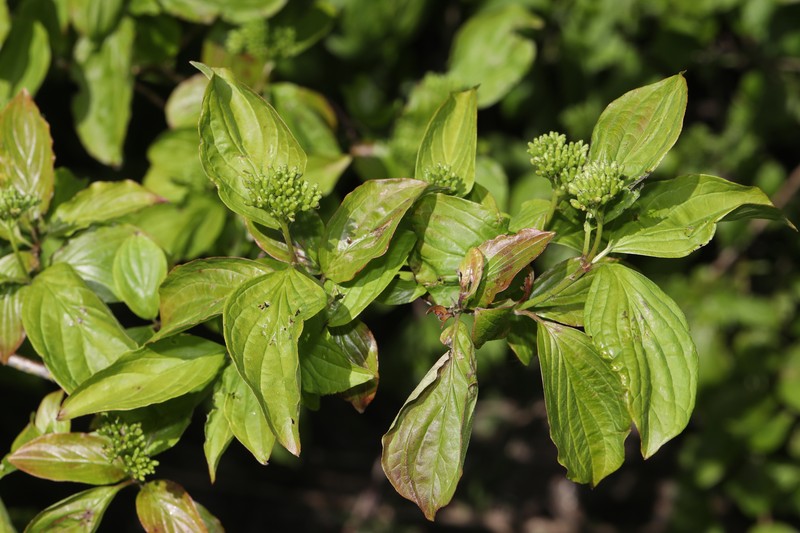 Cornus sanguinea subsp. australis photo 7