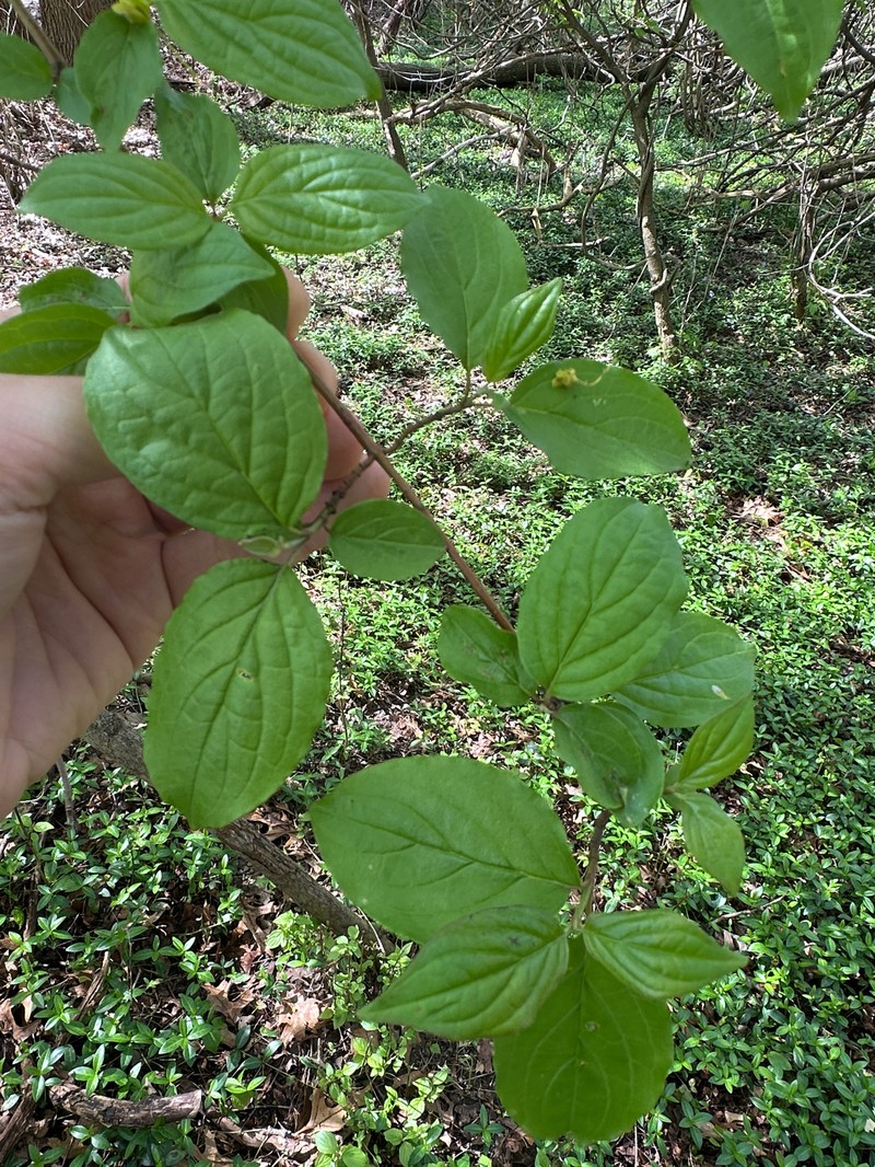 Cornus sanguinea subsp. australis photo 8