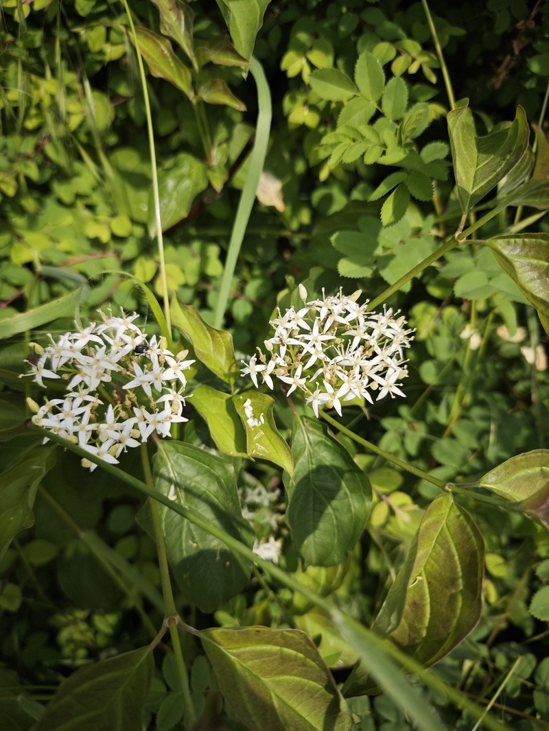 Cornus sanguinea subsp. hungarica