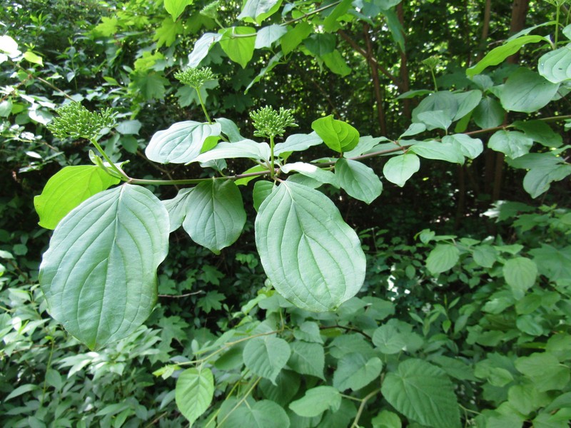Cornus sanguinea subsp. hungarica photo 2