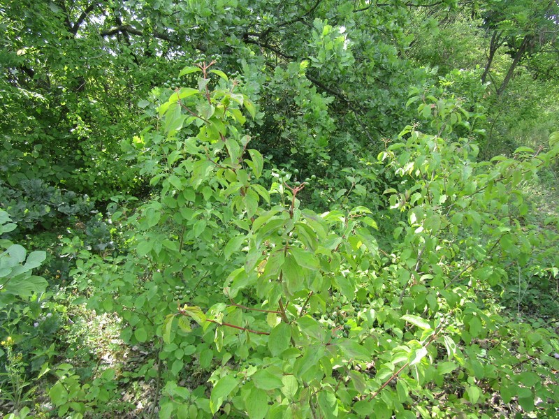 Cornus sanguinea subsp. hungarica photo 3