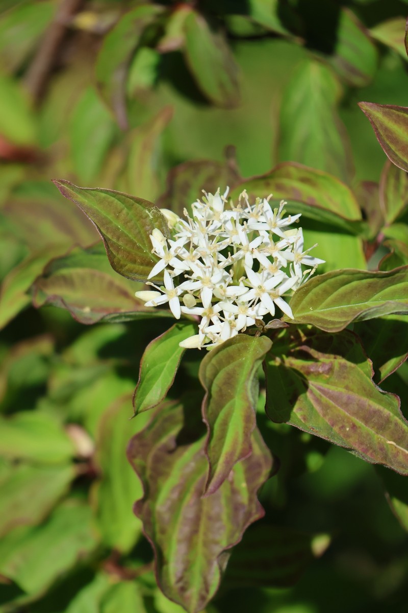 Cornus sanguinea subsp. hungarica photo 4
