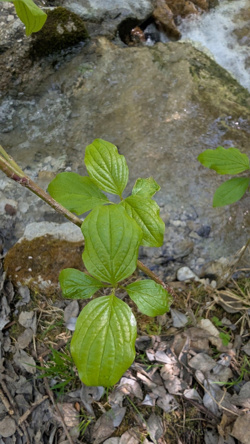 Cornus sanguinea subsp. sanguinea