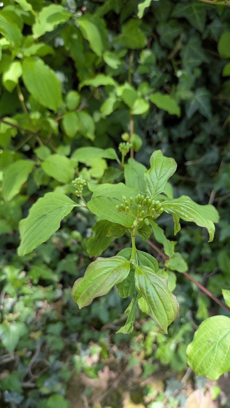 Cornus sanguinea subsp. sanguinea photo 2