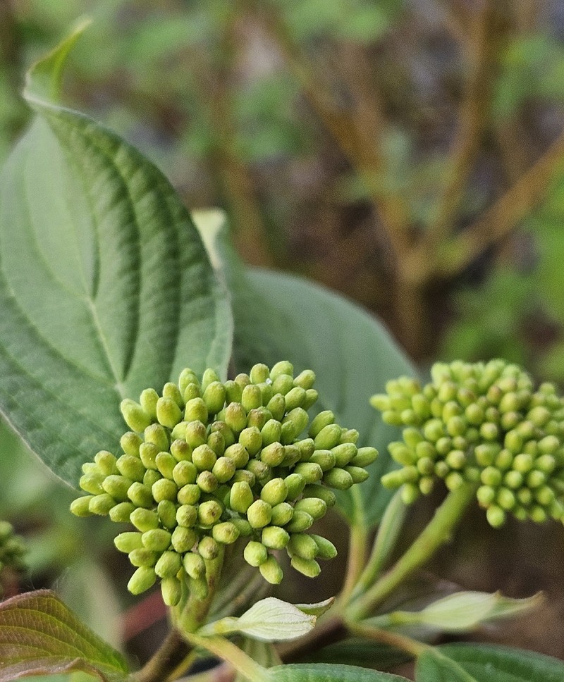 Cornus sanguinea subsp. sanguinea photo 4