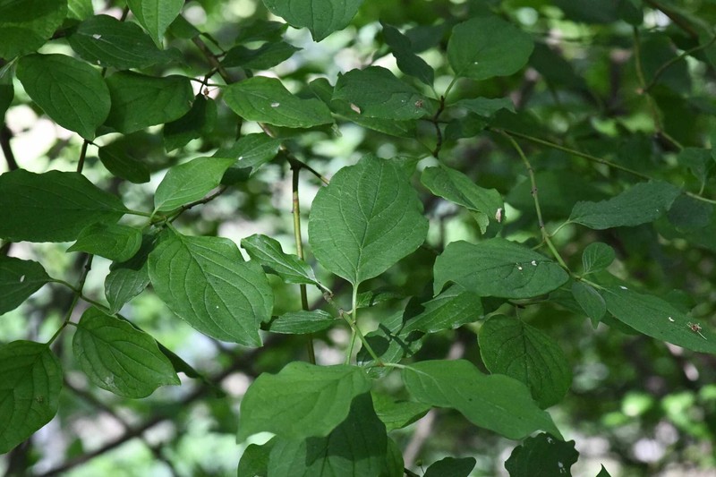 Cornus sanguinea subsp. sanguinea photo 5