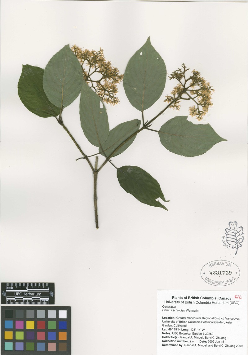 Cornus schindleri