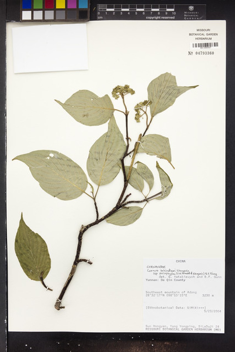 Cornus schindleri subsp. poliophylla